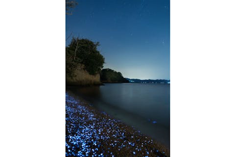 岡山 エコツアー 手軽さも魅力 近くて遠い存在 海ほたるを観察しよう アソビュー