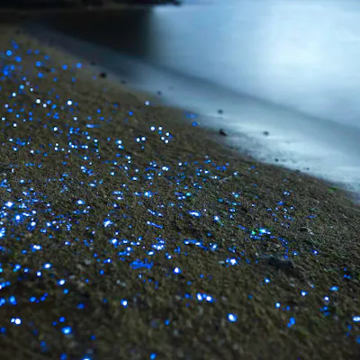 岡山 エコツアー 手軽さも魅力 近くて遠い存在 海ほたるを観察しよう アソビュー 岡山 エコツアー 手軽さも魅力 近くて遠い存在 海ほたるを観察しよう アソビュー