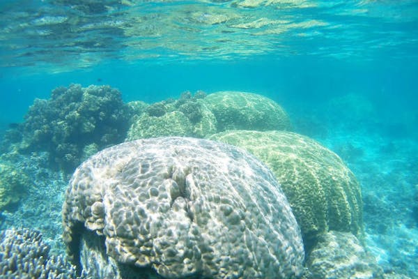 沖縄・石垣島】青サンゴの群落を見に行こう！白保シュノーケルツアー