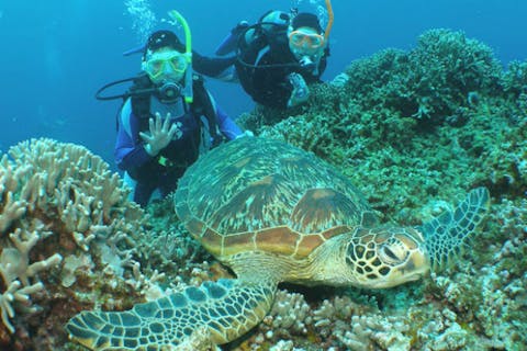 【沖縄・慶良間諸島】２ダイブ出来る！ケラマブルーを満喫体験ダイビング＆シュノーケリング（貸切＆写真撮影付）
