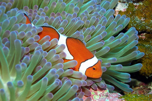 慶良間ブルー専用 沖縄・慶良間諸島】2ダイブ出来る！ケラマブルーを満喫体験