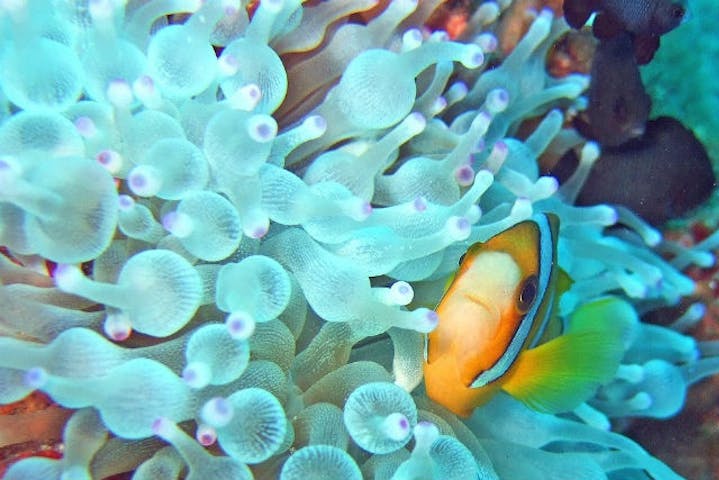 屋久島ダイビングステーション「まる」