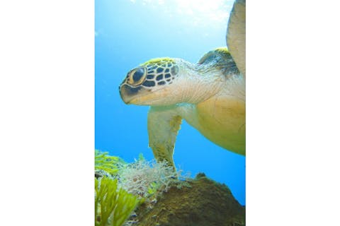 【屋久島】【屋久島ガイド歴25年の女性オーナー常駐】【貸切ツアーに変更可！】【ウミガメ遭遇率高い！】【初めてでも安心】【2回潜れる！】【体験ダイビング】【2ダイブコース】