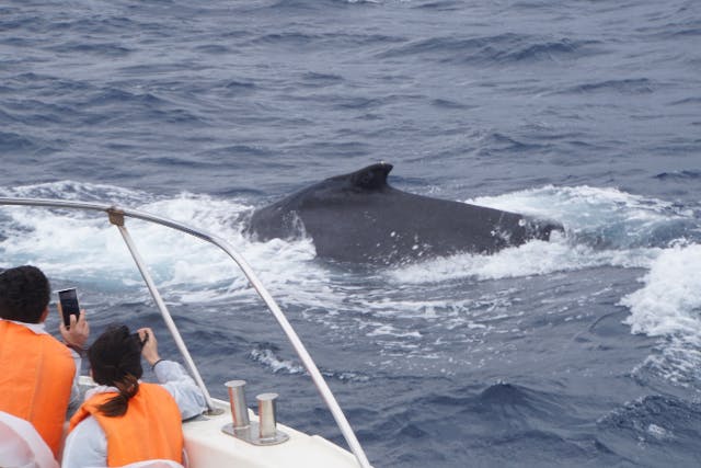 【沖縄・那覇発・ホエールウォッチング】大型クルーザーに少人数で！家族でクジラを見に行こう
