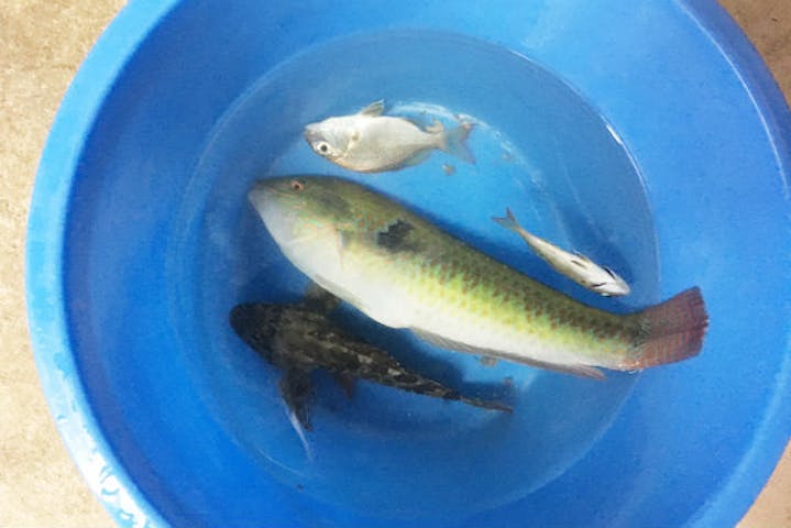 兵庫 豊岡市 釣り体験 自分で釣った魚を食べられる お食事付き 釣り体験 アソビュー 兵庫 豊岡市 釣り体験 自分で釣った魚を食べられる お食事付き 釣り体験 アソビュー