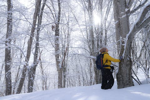 【北海道・スノーシュー】冬のブナ林スノーシューガイドウォーク