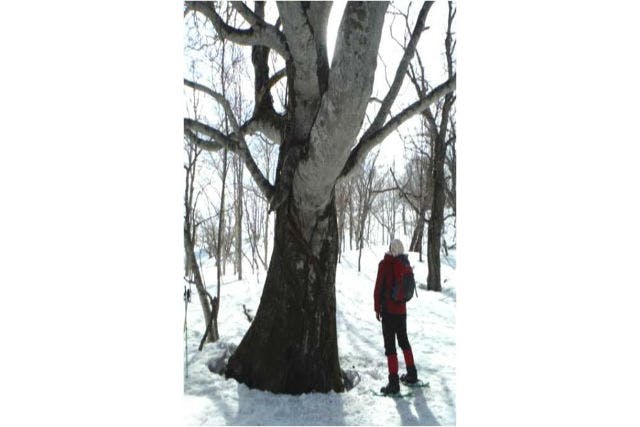 【北海道・スノーシュー】その大きさに圧倒！巨木ウォッチング体験