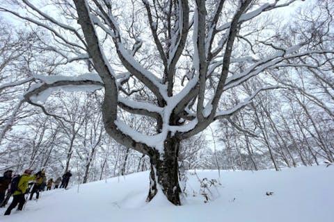 【北海道・スノーシュー】その大きさに圧倒！巨木ウォッチング体験