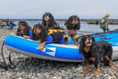 【静岡市・SUP】静かな用宗（モチムネ）の海で愛犬と一緒にドッグSUP！｜アソビュー！