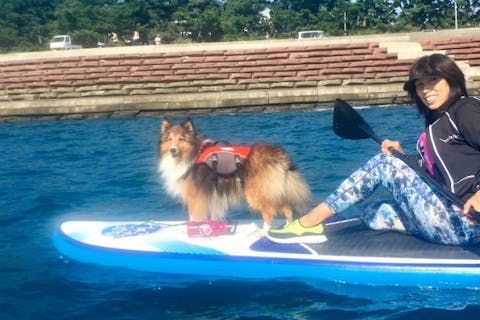 静岡市 Sup 静かな用宗 モチムネ の海で愛犬と一緒にドッグsup アソビュー