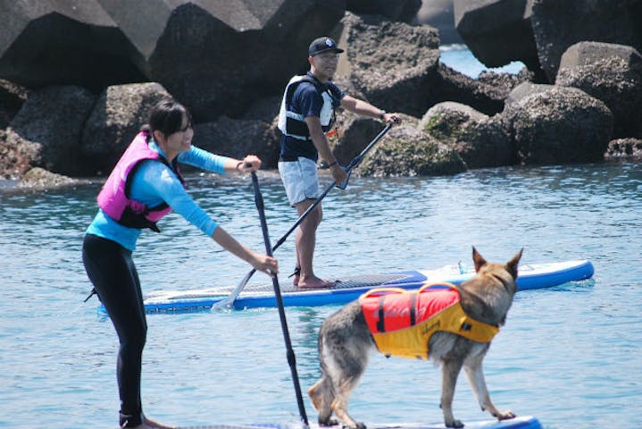 静岡市 Sup 静かな用宗 モチムネ の海で愛犬と一緒にドッグsup アソビュー