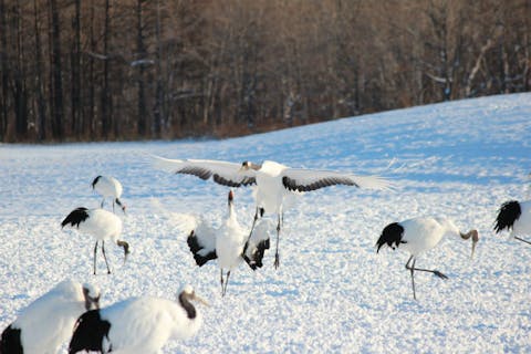 【北海道・釧路湿原・カヌー】幻想的な景色を感じよう。冬のアレキナイ川カヌー＆タンチョウ観察ツアー