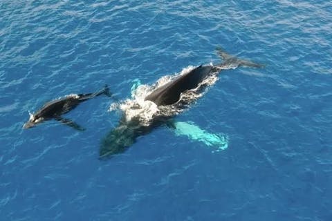 日本語限定ツアー　遭遇率高確率の超優良店☆グッドデザイン賞2024受賞「ユニーク号」で行く　ホエールウォッチングツアー！