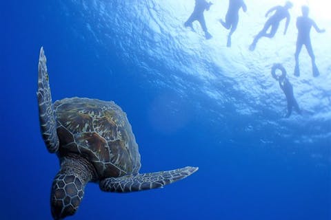 【沖縄・石垣島・シュノーケリング】海の人気者に会おう！マンタ+ウミガメ+サンゴ礁シュノーケル（半日）