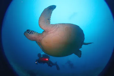 【沖縄・石垣島・シュノーケリング】海の人気者に会おう！マンタ+ウミガメ+サンゴ礁シュノーケル（1日）