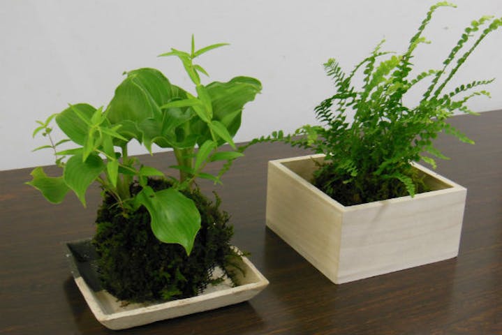 広島県 広島市 苔玉作り コロッとした形が愛らしい 簡単に作れる苔盆栽 苔玉 アソビュー 広島県 広島市 苔玉作り コロッとした形が愛らしい 簡単に作れる苔盆栽 苔玉 アソビュー