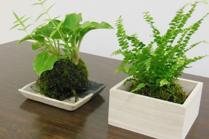 広島県 広島市 苔玉作り コロッとした形が愛らしい 簡単に作れる苔盆栽 苔玉 アソビュー 広島県 広島市 苔玉作り コロッとした形が愛らしい 簡単に作れる苔盆栽 苔玉 アソビュー