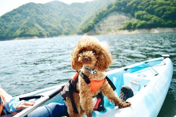 群馬・水上・カヌー】愛犬と一緒にお出かけ！わんわんカヌーツアー