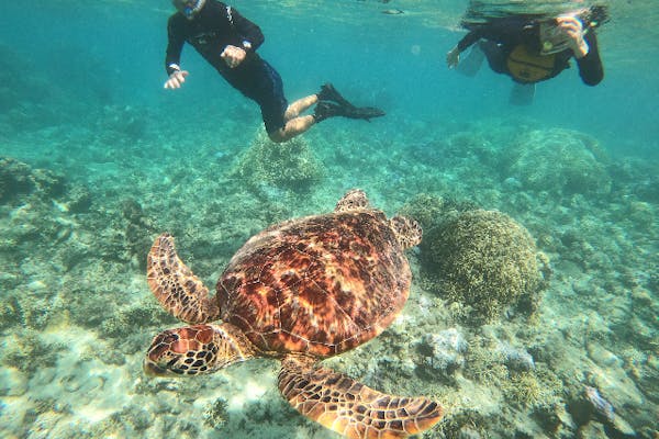 【奄美大島・南部・シュノーケリング】お手軽シュノーケリング体験・ビーチから奄美大島の海をのぞいてみよう！｜アソビュー！