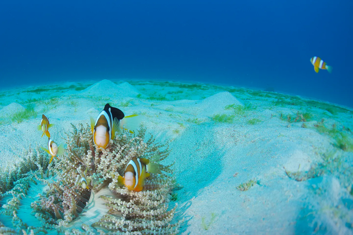 奄美大島 南部 シュノーケリング サンゴと熱帯魚の楽園へ ボートに乗って奄美大島の海へ繰り出そう アソビュー