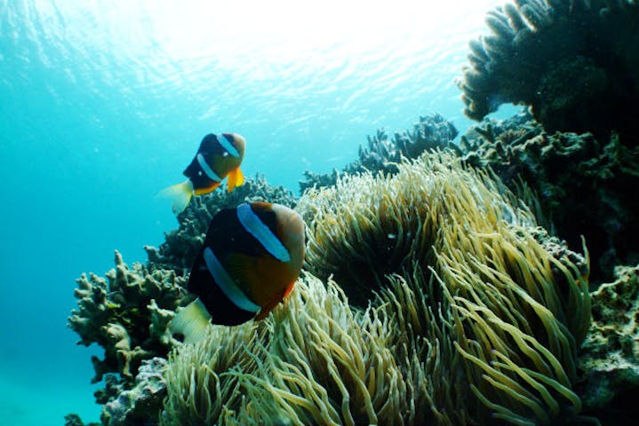 Marine activity NATURA（マリン アクティビティ ナトゥーラ）