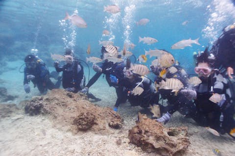 【沖縄全域・体験ダイビング・冬季割引あり】本島全域で潜れます！ボート体験ダイビング（写真撮影付）