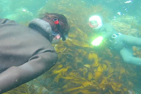 【三重・志摩・漁業】伊勢志摩の海で素潜り漁に挑戦！海女さんと一緒に海女漁体験｜アソビュー！