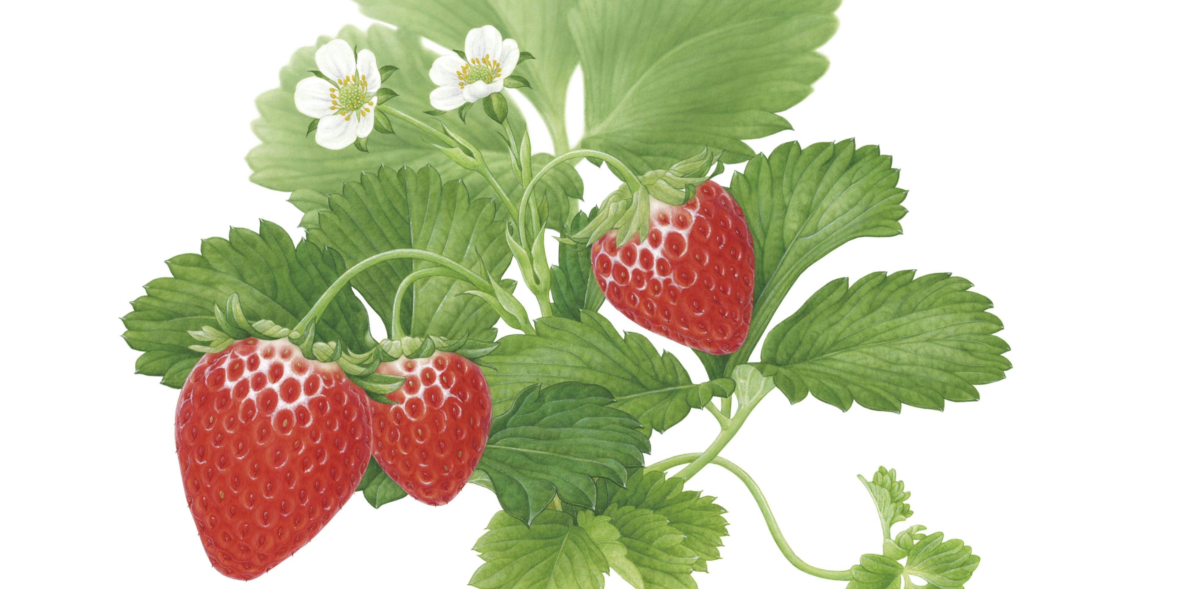 軽井沢ガーデンファームいちご園のネット予約・口コミ・クーポン情報