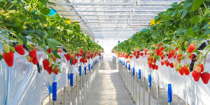 軽井沢ガーデンファームいちご園