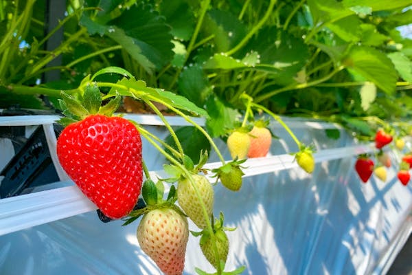 長野・軽井沢】＜7月16日より開園中！希少な夏秋いちご定量摘み取り