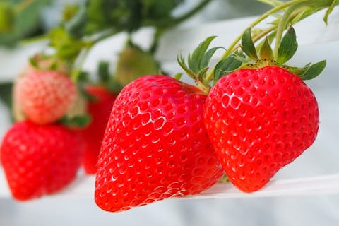 【長野・軽井沢】40分・食べ放題 複数品種のいちご狩りプラン・練乳おかわりし放題！軽井沢駅から車で15分食べ比べやいちご狩りの楽しさを！＜プレミアムコース＞