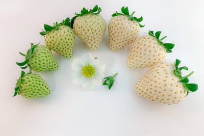 長野・軽井沢・いちご狩り】＊いちごグランプリ2025銅賞受賞＊≪希少な