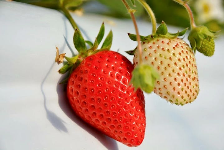 軽井沢ガーデンファームいちご園｜ネット予約ならアソビュー！