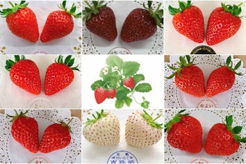 冬シーズン専用プラン】【長野・軽井沢】☆コンプリートコース・ハイ