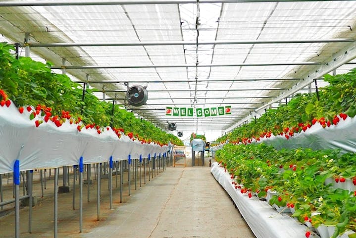 軽井沢ガーデンファームいちご園 ネット予約ならアソビュー 軽井沢ガーデンファームいちご園 ネット予約ならアソビュー