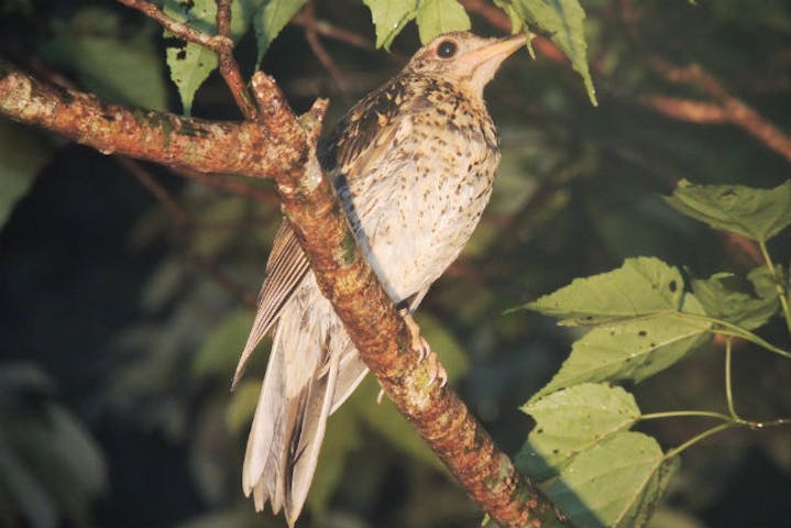 元祖ナイトツアー
