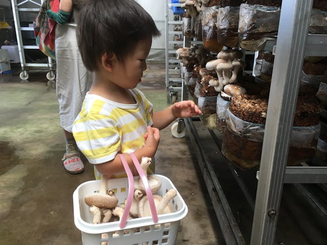 しいたけ狩り 徳島 苦手な人でも感動の美味しさ 採りたて無農薬にこだわった激レア体験 塩焼き試食付き アソビュー