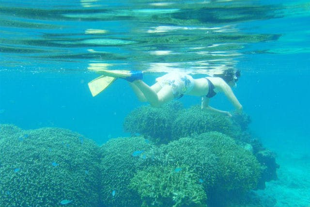 【鹿児島・与論島・シュノーケリング】ボートで巨大サンゴ群へ！赤崎サンゴの森シュノーケリング