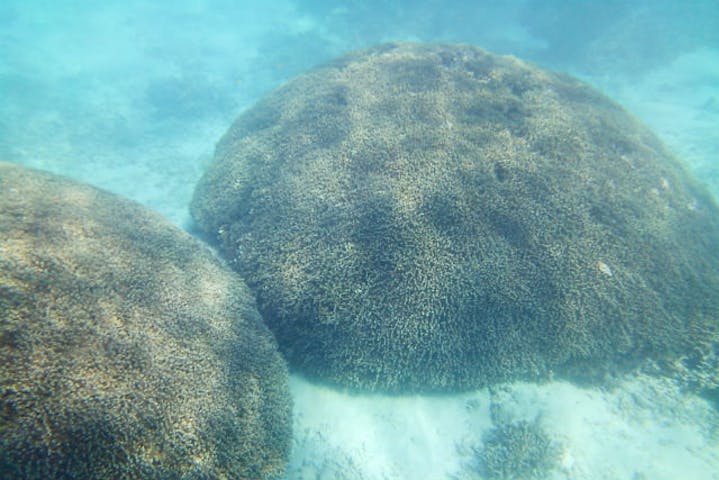 鹿児島 与論島 シュノーケリング 寄り添う百年サンゴ 与論島シュノーケリング アソビュー