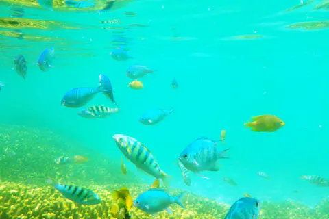 【鹿児島・与論島・シュノーケリング】寄り添う百年サンゴ！与論島シュノーケリング