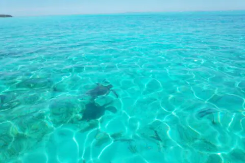 【鹿児島・与論島・シュノーケリング】ウミガメと泳ごう！ボートシュノーケリング
