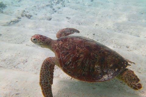 【鹿児島・与論島・シュノーケリング】人気の百合ヶ浜上陸＆ウミガメと泳ぐシュノーケリングのセットプラン！