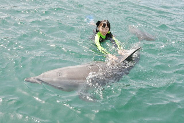 香川 イルカツアー 入場料込み イルカと泳ぐ夢の体験 ドルフィンスイム アソビュー