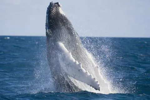沖縄 北部 ホエールウォッチング 人気スポットも楽しめる 美ら海水族館チケット付きホエールウォッチングプラン アソビュー