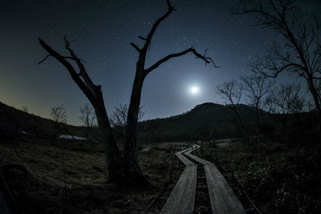 【栃木・ナイトツアー】地元ガイドと夜の森を散策できる！ナイトハイカーコース