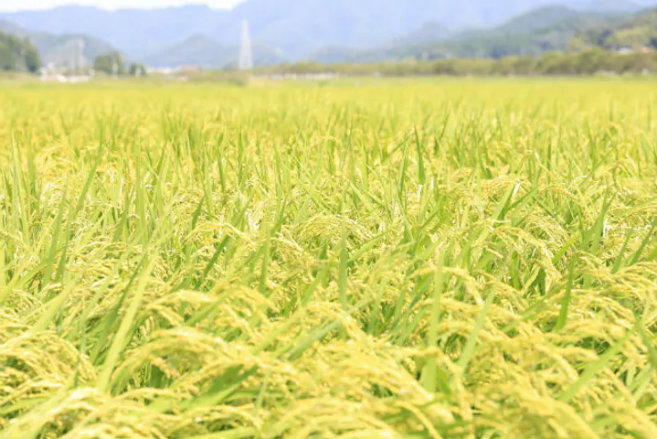 岐阜 山県 農業体験 地元食材のお弁当付き 楽しもう稲刈り おいしい稲架がけ米 精米3kgプレゼント アソビュー