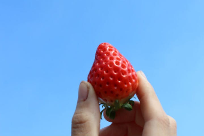 熊本 山都町 イチゴ狩り 子どもと一緒に イチゴ狩り 1時間 食べ放題 アソビュー 熊本 山都町 イチゴ狩り 子どもと一緒に イチゴ狩り 1時間 食べ放題 アソビュー