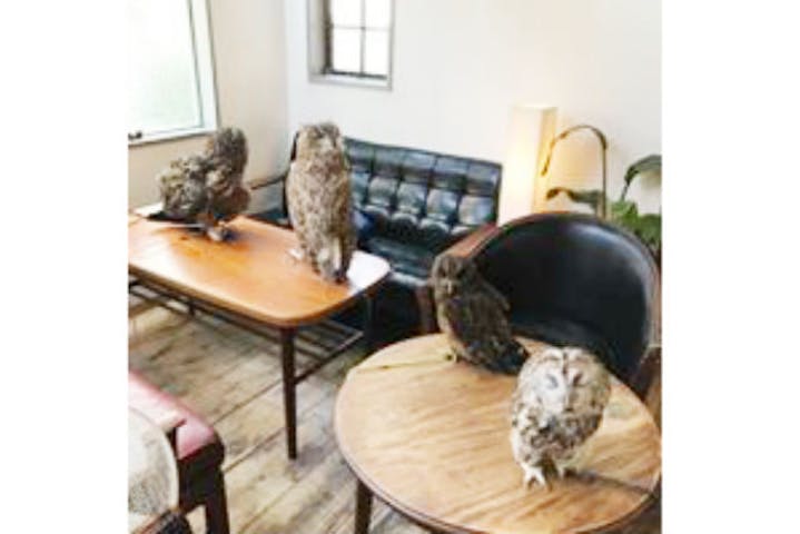 渋谷ふくろう Cafe Hoot Hoot カフェホウホウ ネット予約ならアソビュー 渋谷ふくろう Cafe Hoot Hoot カフェホウホウ ネット予約ならアソビュー
