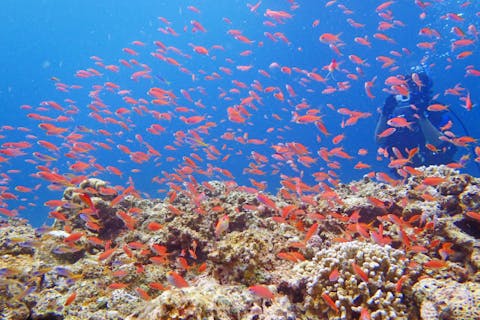 【体験・半日・1ダイブ】癒しの川平湾体験ダイブ！初心者でも安心☆