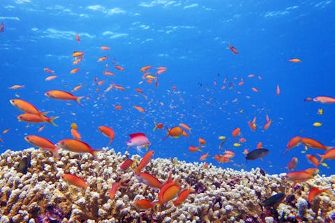 【体験・1日・2ダイブ】たっぷり潜れる大満足の石垣・川平体験ダイビング♪